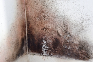 black mold collects in corner of a wall