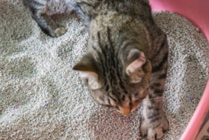 cat using a litter box