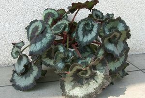 A begonia plant.
