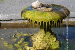 green algae draping off of a water feature