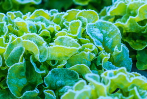 leafy lettuce growing in the frost