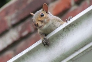 squirrel on roof in gutter