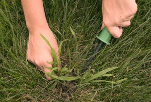 A pair of hands pulling out crabgrass from a lawn.