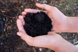 A pair of hands holding rich soil.