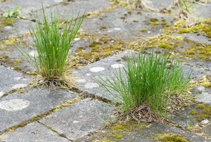 Weeds growing up through the cracks in pavers