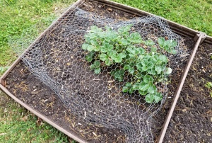 A planting bed with wire mesh.