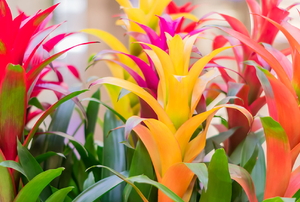 bright, colorful Bromeliad flowers