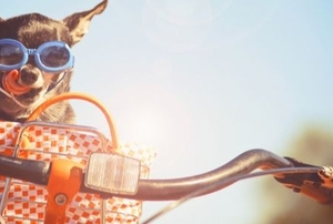 dog in bicycle basket