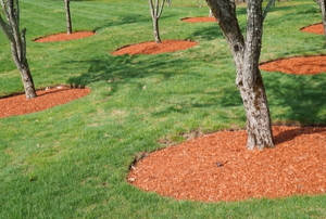 trees with rings of mulch