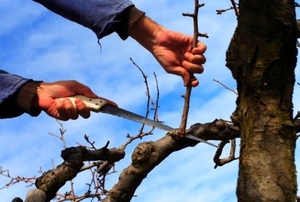 Pruning a redundant branch off a tree in winter.