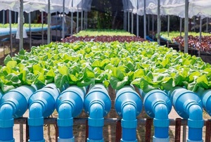 rows of aquaponics produce