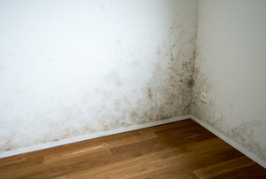 Mildew and mold on a wall.