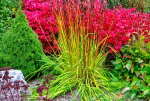 bright colored bushes in low water garden