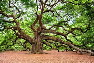 Large, sprawling oak tree