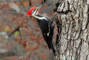 A woodpecker.