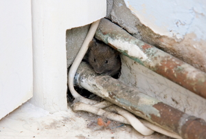rodent hiding in hole in wall