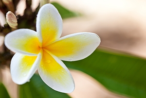 Hawaiian yellow plumeria.
