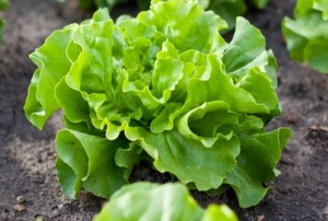 green leaf lettuce growing in garden