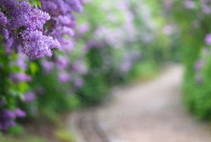 blooming lilac bushes bordering a walkway path