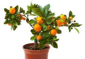 Growing Dwarf Citrus Trees Indoors, Part 1