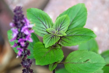 Grow an Indoor Herb Garden | DoItYourself.com