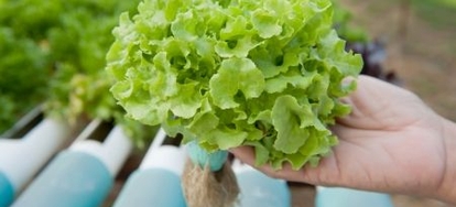 Aeroponics Vs Hydroponics Doityourself Com