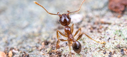 Very Very Tiny Brown Ants DoItYourself Com   Shutterstock 1454548097 629171 