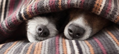 A Guide To Pet Proofing Your House Doityourself Many Household Items However Can Be Unsafe For Pets To Get Into Keep Your Pet Hy And Safe By Proofing House With A