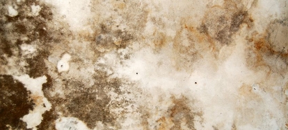 8 Black Mold Symptoms You Should Know Doityourself Black Mold Is A Serious Problem That Many People Are Faced With Every Day As It Can Spread Easily And Swiftly If Not Attended To