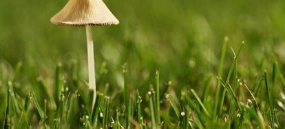 A Mushroom Invasion: How to Deal With the Fungi in Your Lawn ...