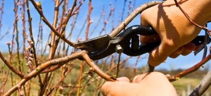 download pruning peach trees