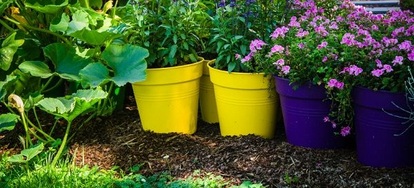 Best Container Plants To Repel Bugs Doityourself Warmer Weather Means It S Time For Fun Outdoors And Unfortunately Pesky Critters Luckily You Can Use Container Plants To Repel Bugs