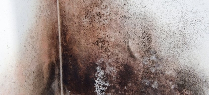 Recognizing Black Mold What To Look For And Where If You Are Concerned About Toxic Black Mold In Your Home Re Not Alone Is Dangerous To Humans Because It Produces Mycotoxins That Can Cause