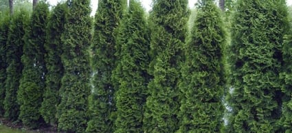 Caring for an Arborvitae Tree | DoItYourself.com