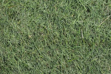 should i bag my grass clippings after overseeding