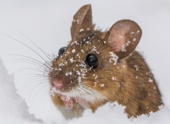 cute mouse in snow