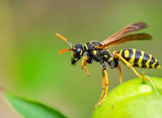wasp on a green flower