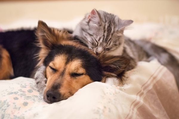 A cat laying on top of a dog. 