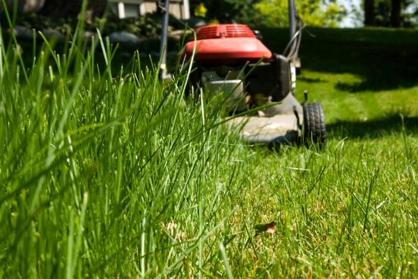 This tool is the most important one you need for your lawn. Keeping the grass in