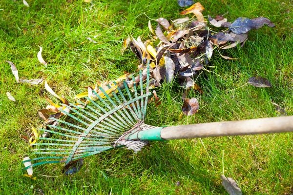 Leaf rakes differ from garden rakes in the size of their tines. Leaf rake tines 