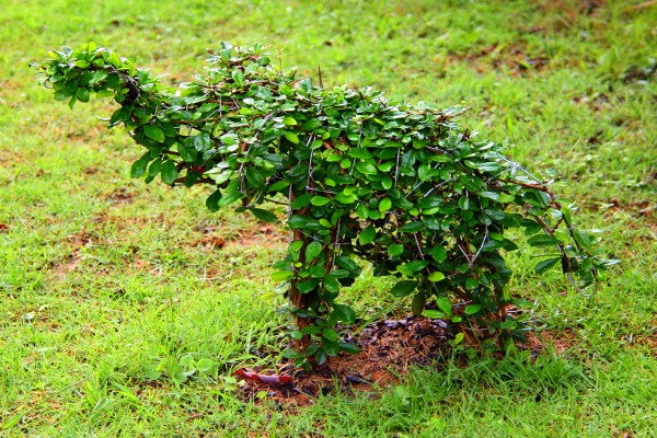 DIY Topiary, Take Your Pruning to the Next Level, elephant