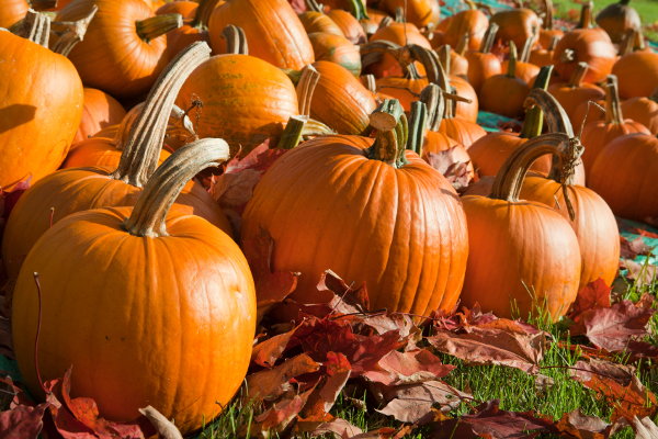 A grouping of pumpkins. 