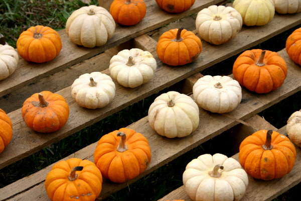 Baby white and orange pumpkins sitting on a wood pallet. 