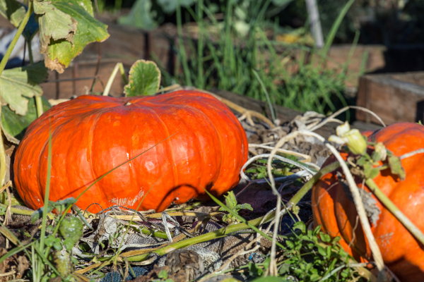 A couple of Cinderella pumpkins in a pumpkin patch. 