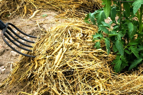 Straw being applied to a flower bed as organic mulch. 