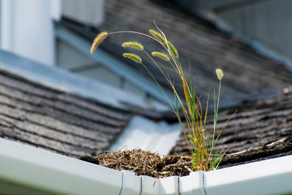 A rain gutter with a weed growing from it. 