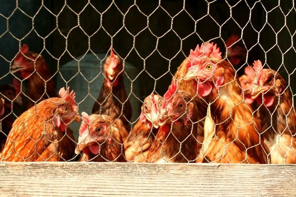 A flock of chickens behind chicken wire