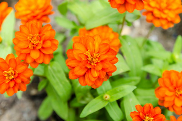 Planting flowers is an easy way to spruce up your lawn and add to your home's cu