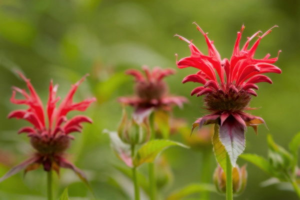 If you have a large amount of space to fill, then consider bee balm, or monarda 