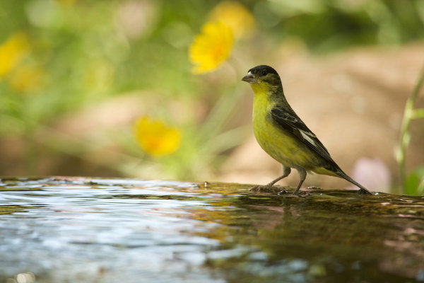 A bird sitting on the edge of a bird bath with yellow flowers behind it. 